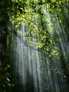 soft sunlight streaming down through forest greenery